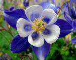 Blue Columbine